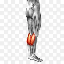 腿部肌肉组织