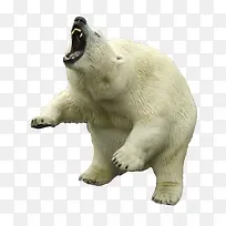 咆哮的北极熊