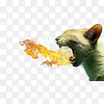 喷火的猫