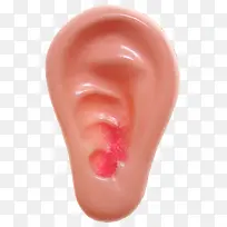 人体耳朵模型