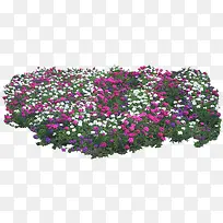白粉紫花海图片