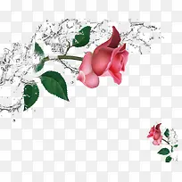 水花和玫瑰