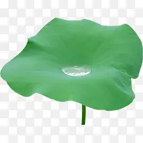 春天绿色荷叶上的水滴装饰