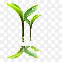 草