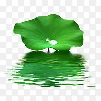 湖里绿色荷叶上的水滴