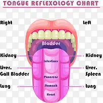 舌头与人体对应的器官