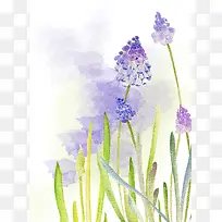 紫色水彩风信子花朵