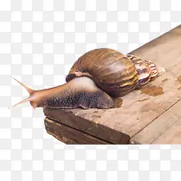 板上的蜗牛