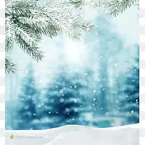 雪地树枝冰花壁纸