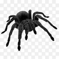 黑色的大蜘蛛