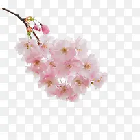 粉嫩梨花