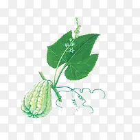 藤蔓上的绿色佛手瓜