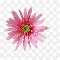鲜花图案唯美背景图片 一朵花