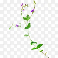 漂亮花枝