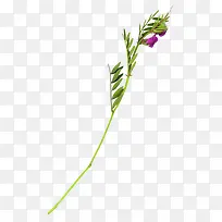 花枝花草富贵竹