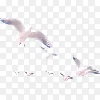 白色和平鸽飞翔在空中效果