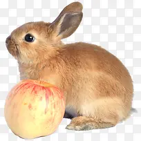 兔子和苹果