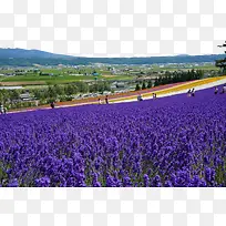 北海道富田农场高清图片