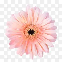 粉红色有观赏性没盛开的一朵大花
