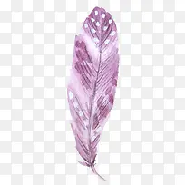 淡紫色的羽毛