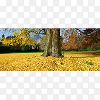 大树下垂黄色枝叶