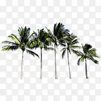 椰树热带沙滩笔直