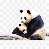 动物可爱国宝熊猫母子相依偎
