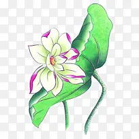 手绘荷花