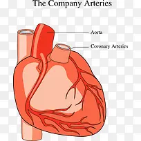 心脏图片
