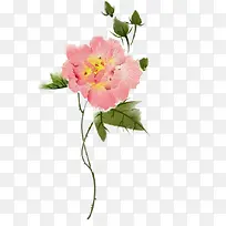 手绘木芙蓉