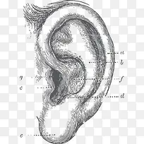 人类耳朵听觉器官