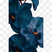 深蓝花瓣