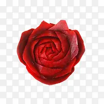 玫瑰雕刻甜菜高清大图