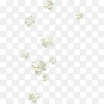 漂浮漂亮白色花朵