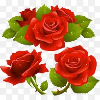 红玫瑰和绿叶水珠