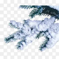 挂满雪 的松树枝