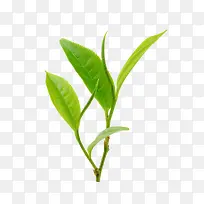 茶芽高清图片