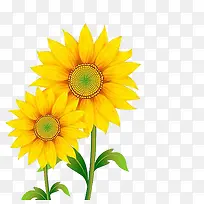 金葵花向日葵黄色花朵鲜花太阳花