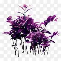 紫花 紫草