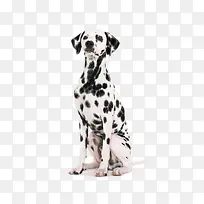 大型黑白色斑点狗