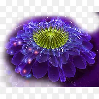 炫彩紫色花卉