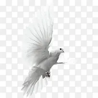 创意高清在布拉格广场上飞翔的白鸽