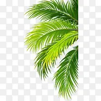 一半绿色棕榈叶树枝