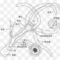 珊瑚虫的结构