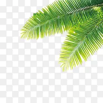 热带植物