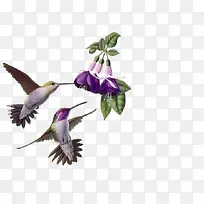 蜂鸟