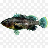 海青斑鱼
