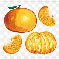 柑橘各局部分解手绘图