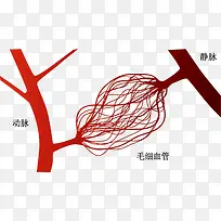 三种血管关系图