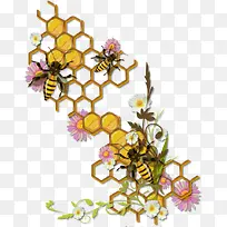 蜜蜂的蜂巢